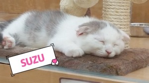 すず
