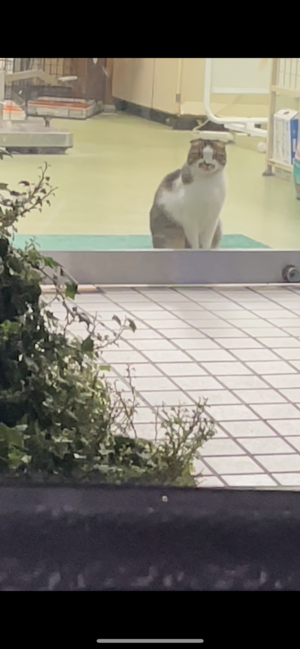 みく