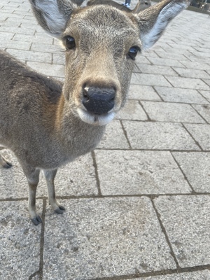 みく