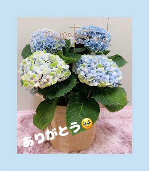 みく