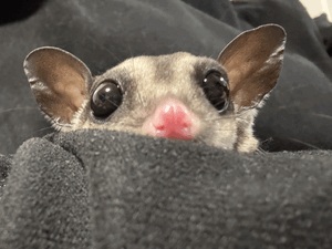 みく