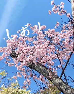 しおり