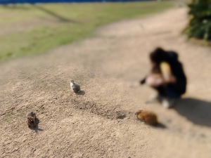 しおり