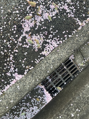 しおり