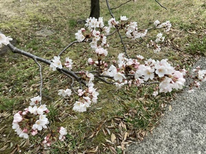 しおり