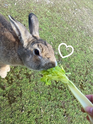 しおり