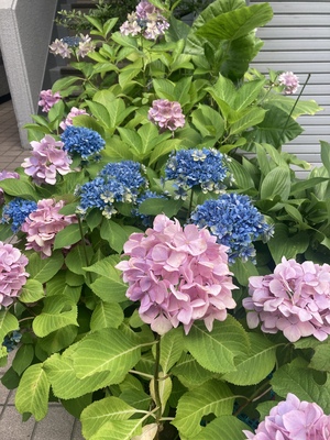 しおり