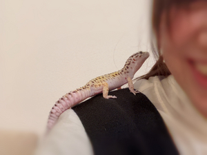 しおり