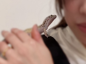 しおり