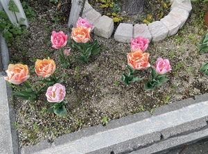しおり