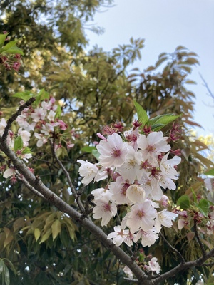 しおり