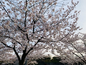 なお