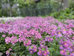 なお