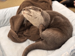ゆい