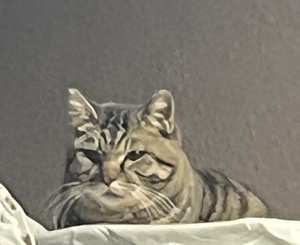ふうか