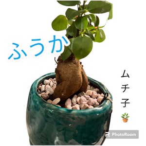 ふうか