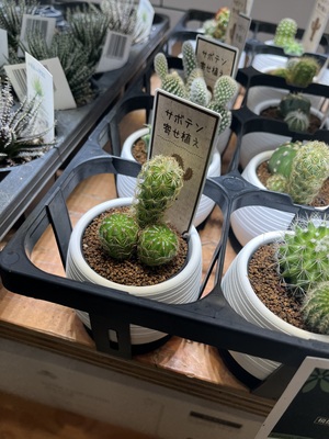 ふうか