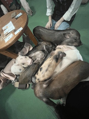 ふうか